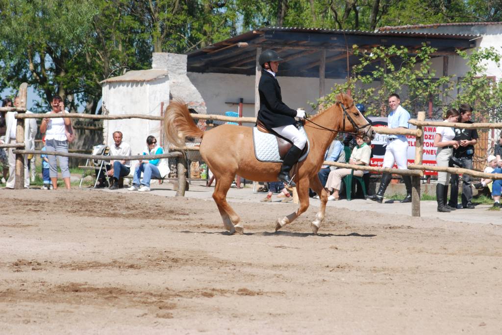Konie w Golance