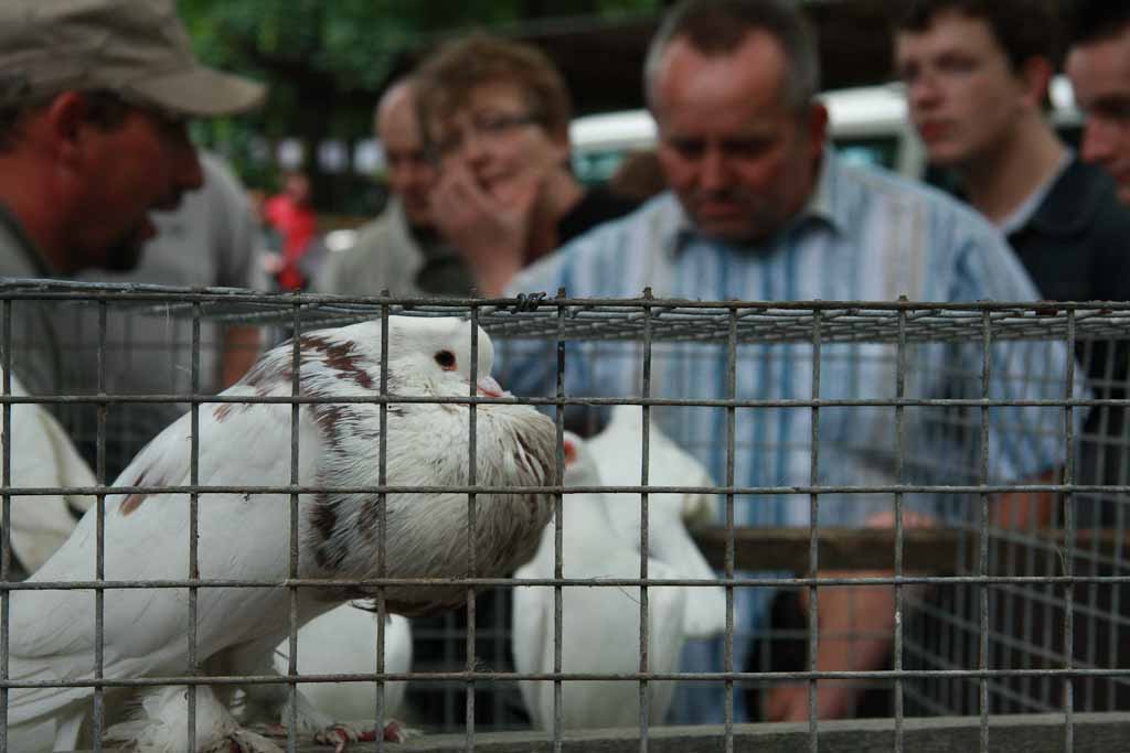 Wystawa Zwierząt Hodowlanych