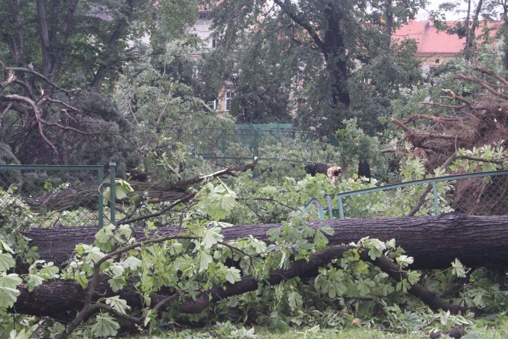 Tragiczne zniszczenia Parku