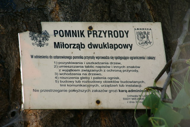 Legnica po burzy