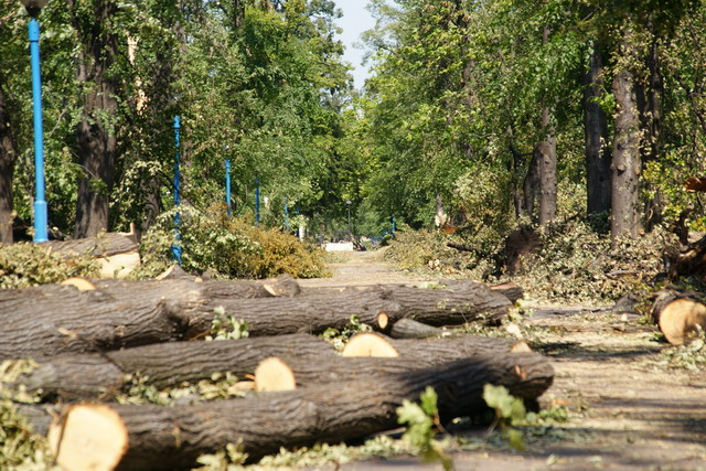 Czyn społeczny w Parku