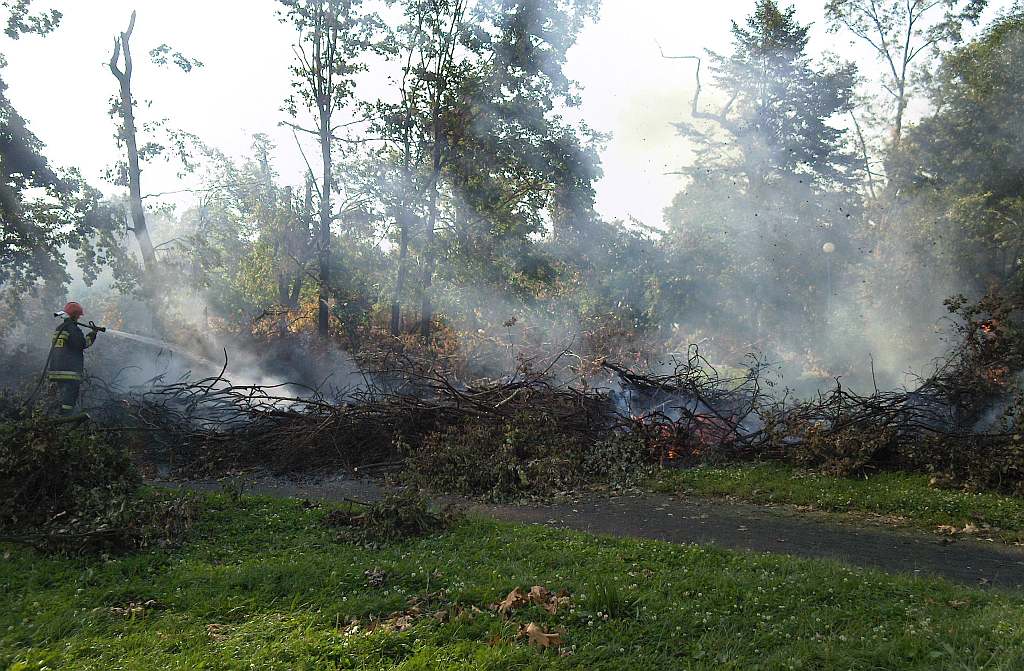 Podpalenia w parku