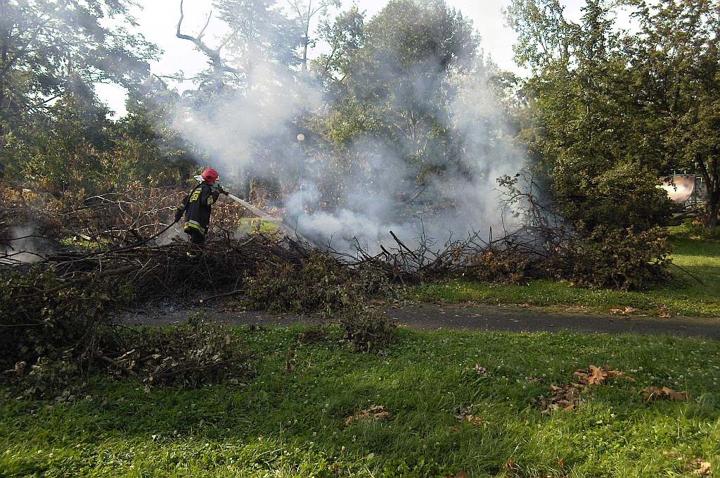 Podpalenia w parku