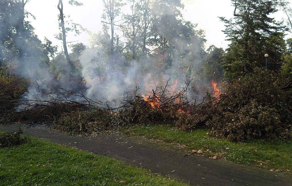 Podpalenia w parku