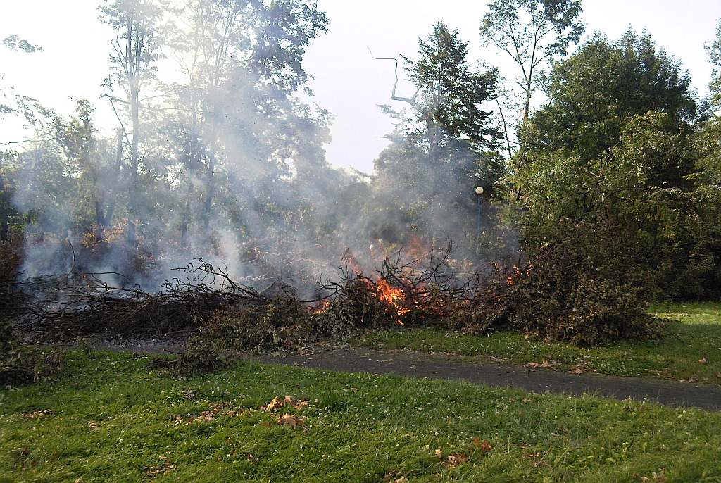 Podpalenia w parku