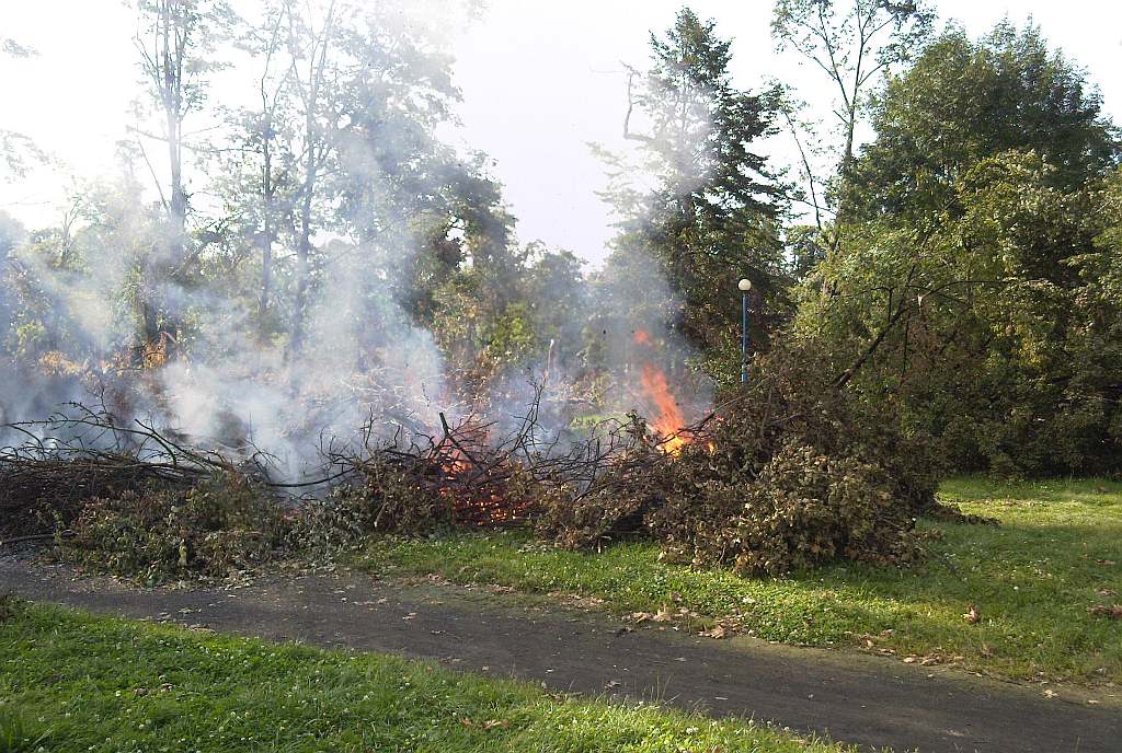 Podpalenia w parku