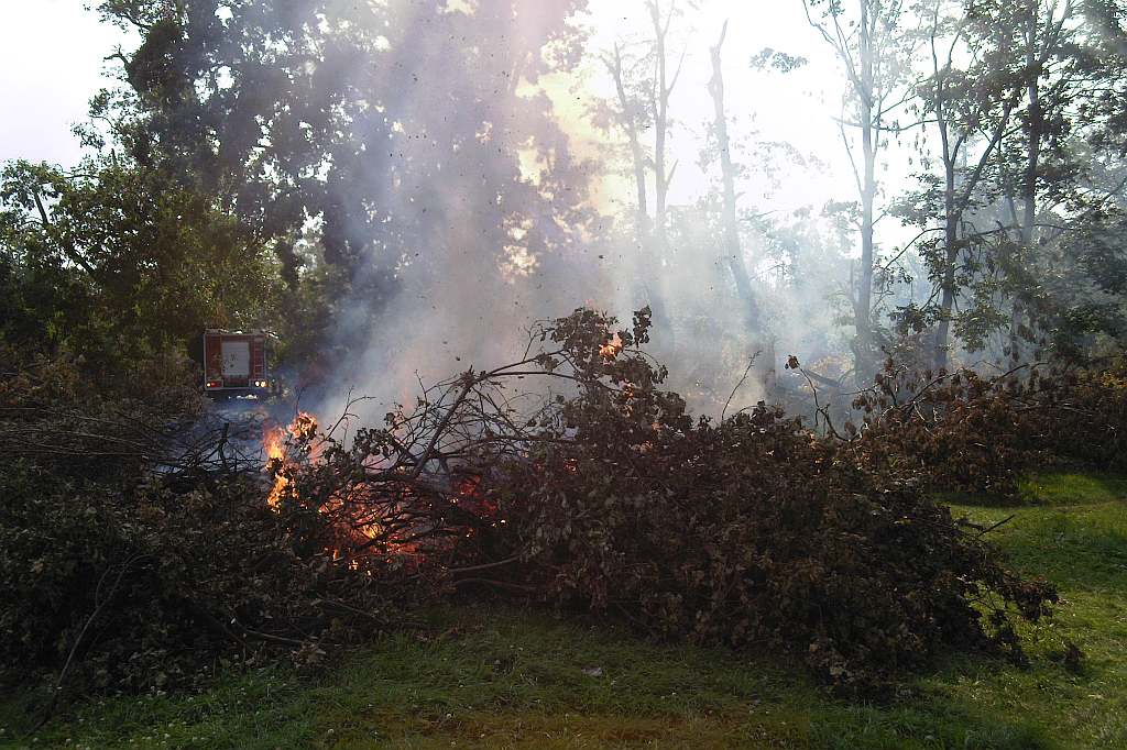Podpalenia w parku