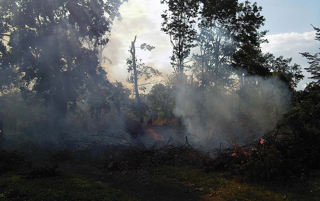 Podpalenia w parku