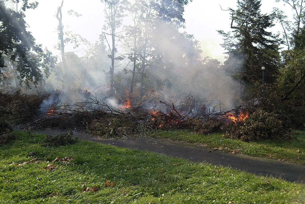 Podpalenia w parku