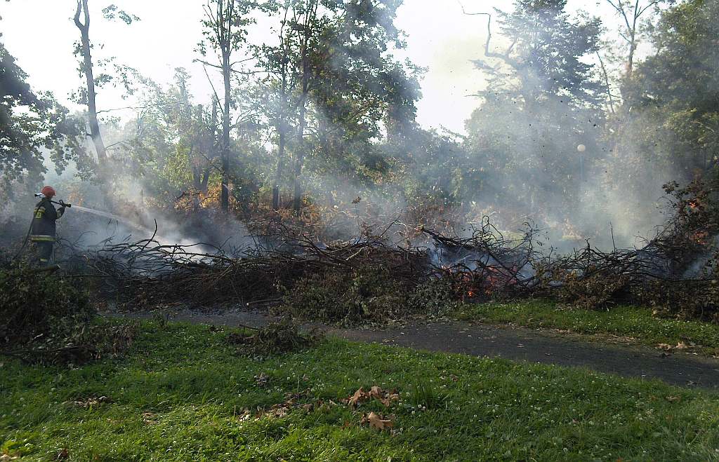 Podpalenia w parku