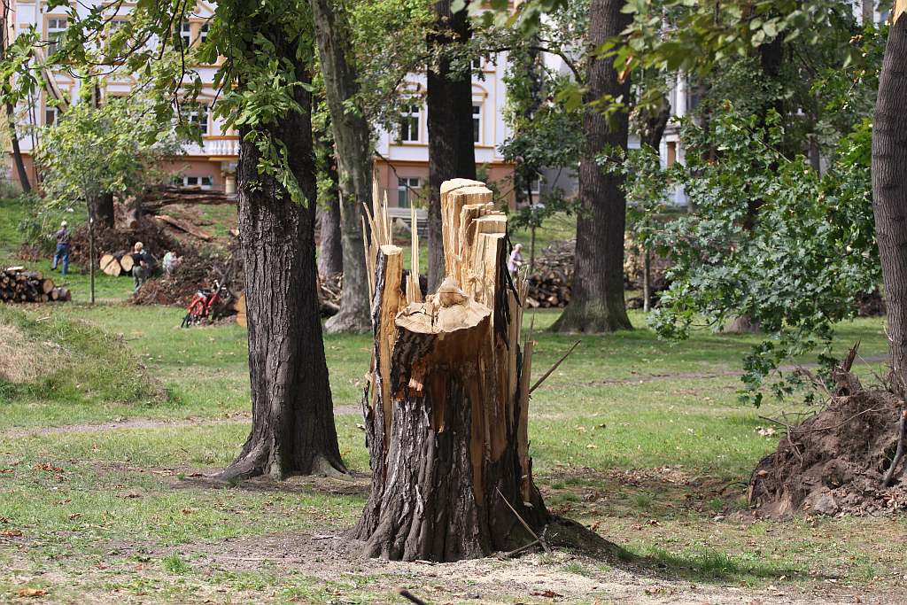 Kolejny czyn w parku