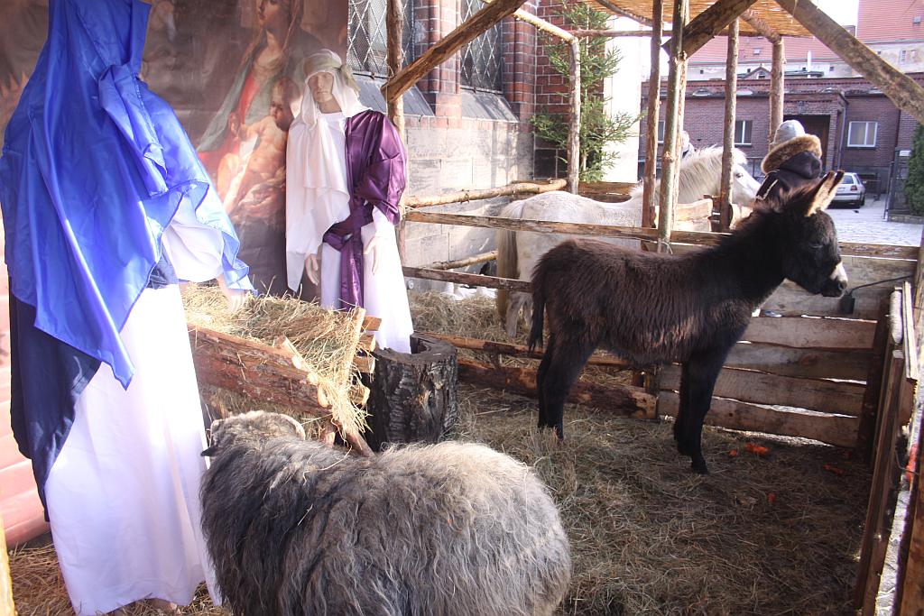 Szopki w legnickich kościołach