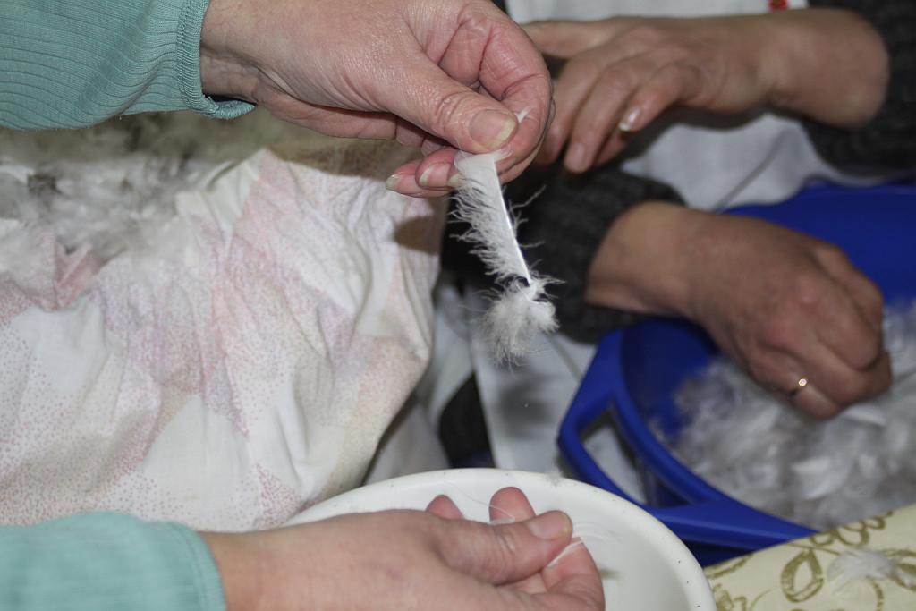 Darli pierze w Krotoszycach