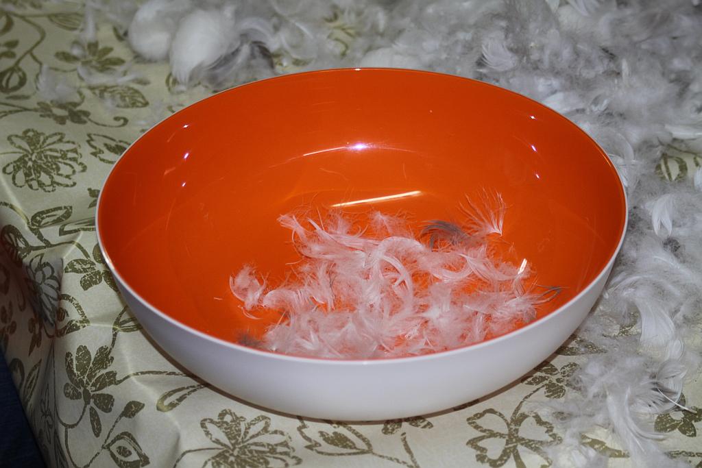 Darli pierze w Krotoszycach