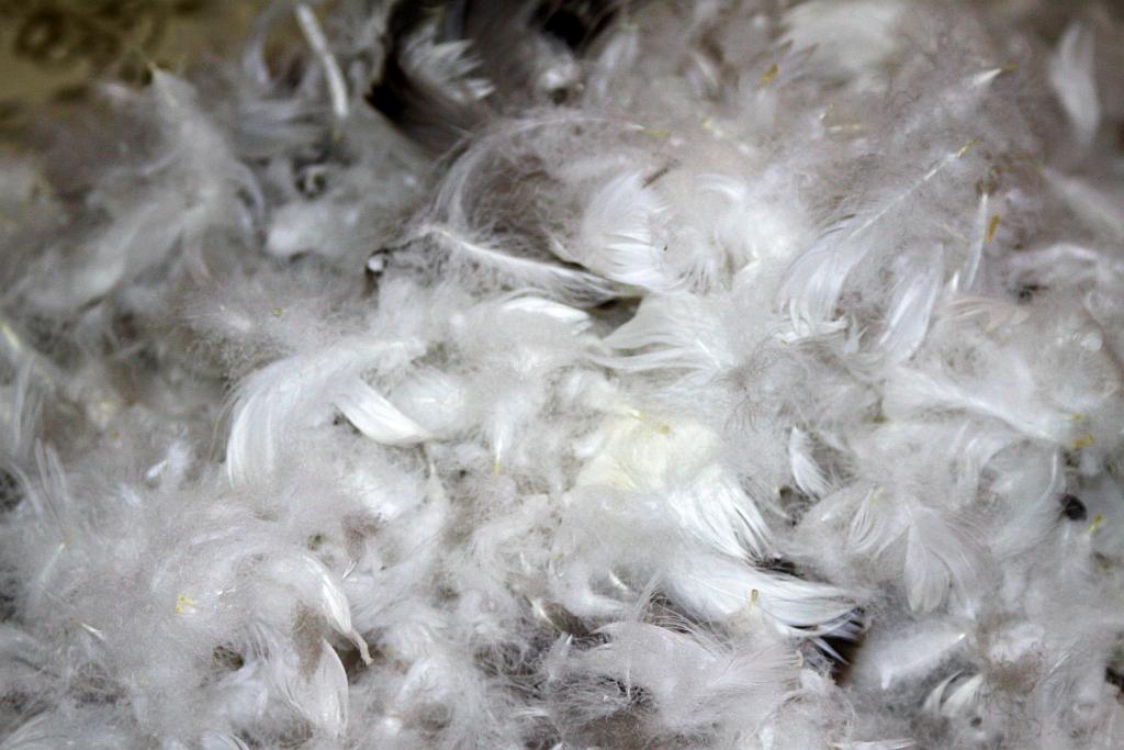 Darli pierze w Krotoszycach