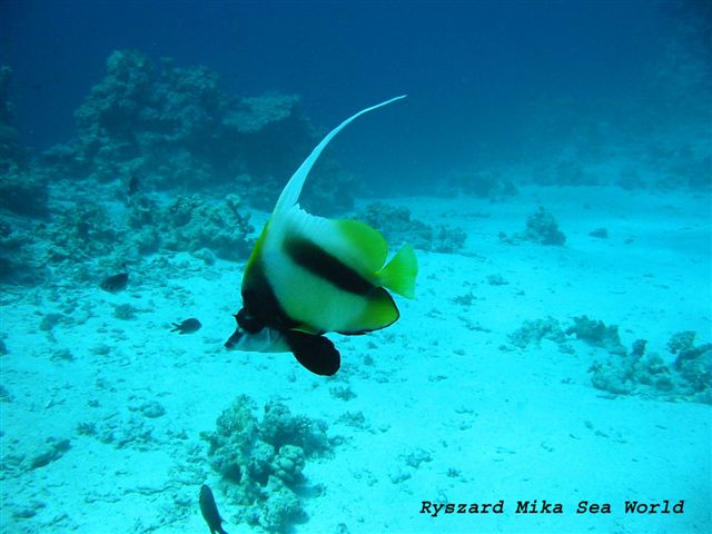 Podwodna przygoda