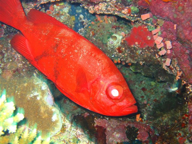 Podwodna przygoda