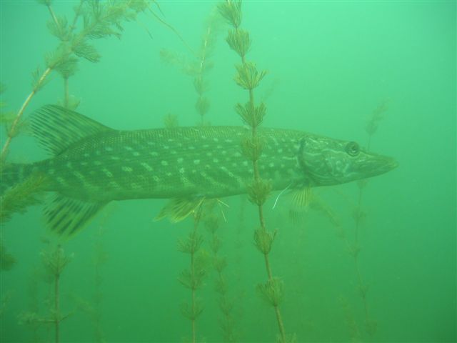 Podwodna przygoda