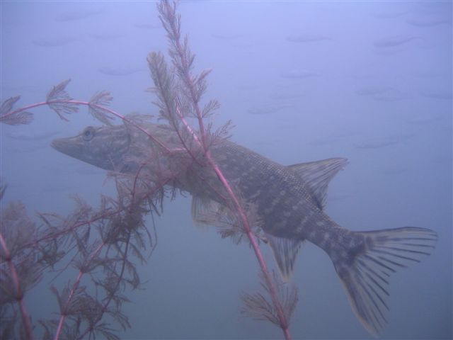 Podwodna przygoda