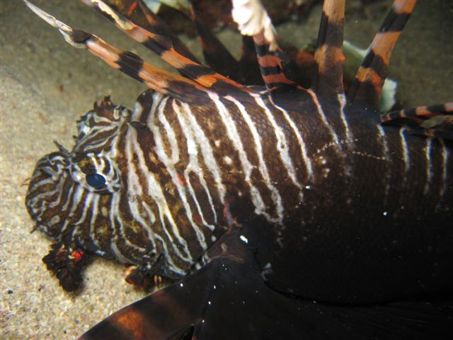 Podwodna przygoda