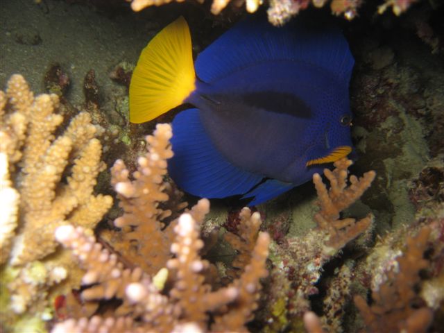 Podwodna przygoda