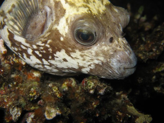 Podwodna przygoda