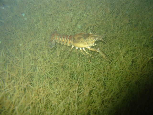 Podwodna przygoda