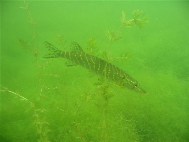 Podwodna przygoda