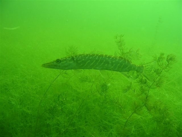 Podwodna przygoda
