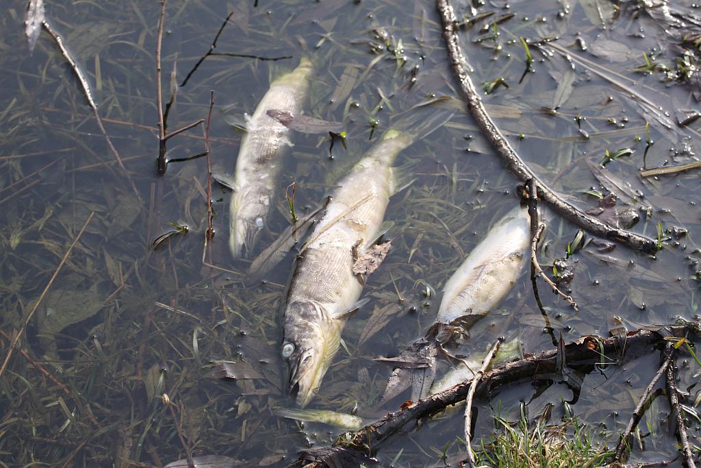 Sprzątanie Glinianek