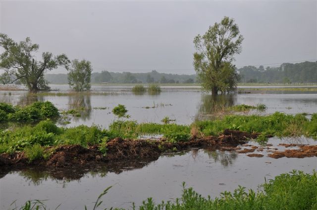 Umacnianie wałów