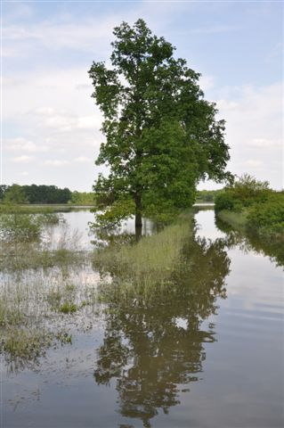 Woda w Kwiatkowicach