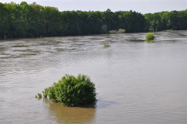 Odra pod Lubiążem