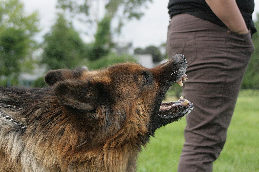 Cztery łapy