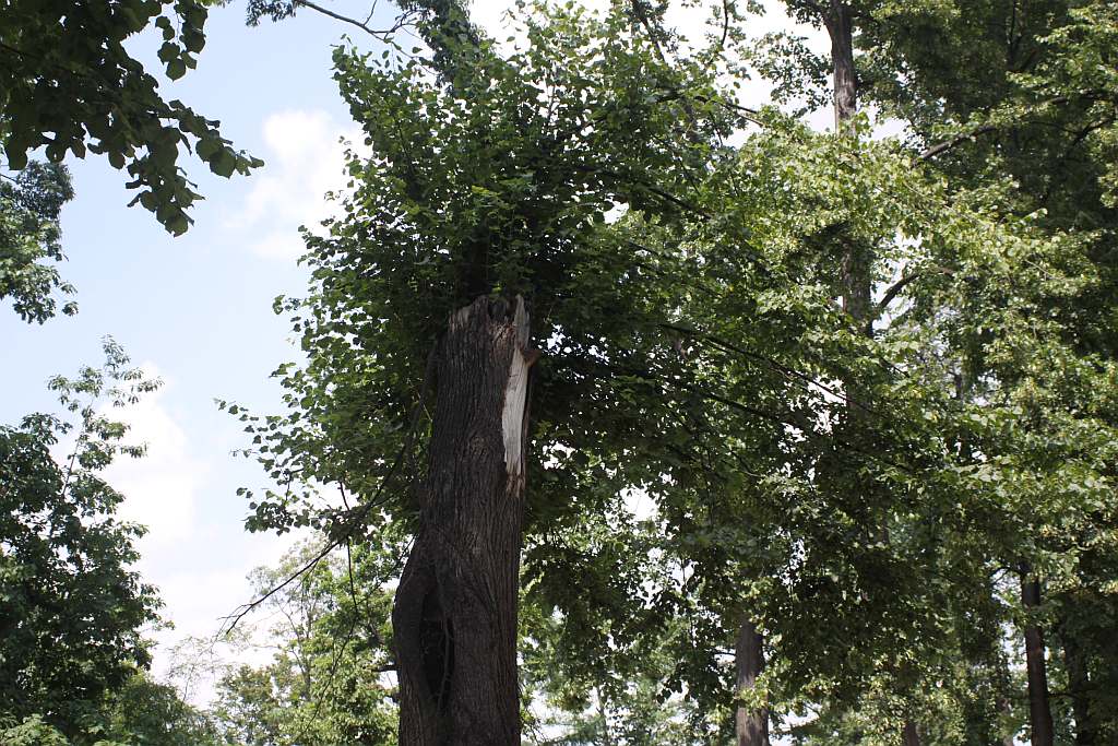 Legnicki Park