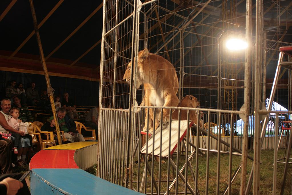 Cyrk Warszawa bawi legniczan