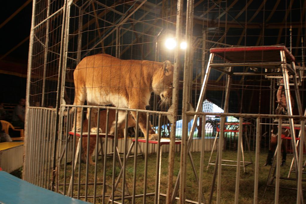 Cyrk Warszawa bawi legniczan