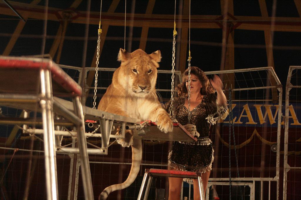 Cyrk Warszawa bawi legniczan