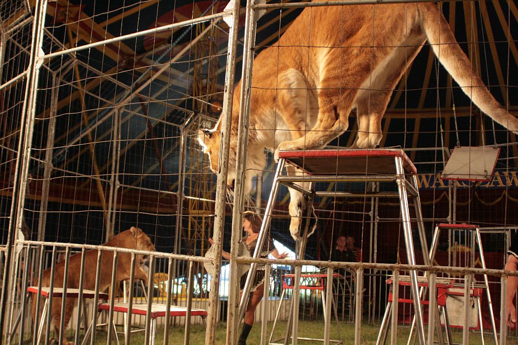 Cyrk Warszawa bawi legniczan