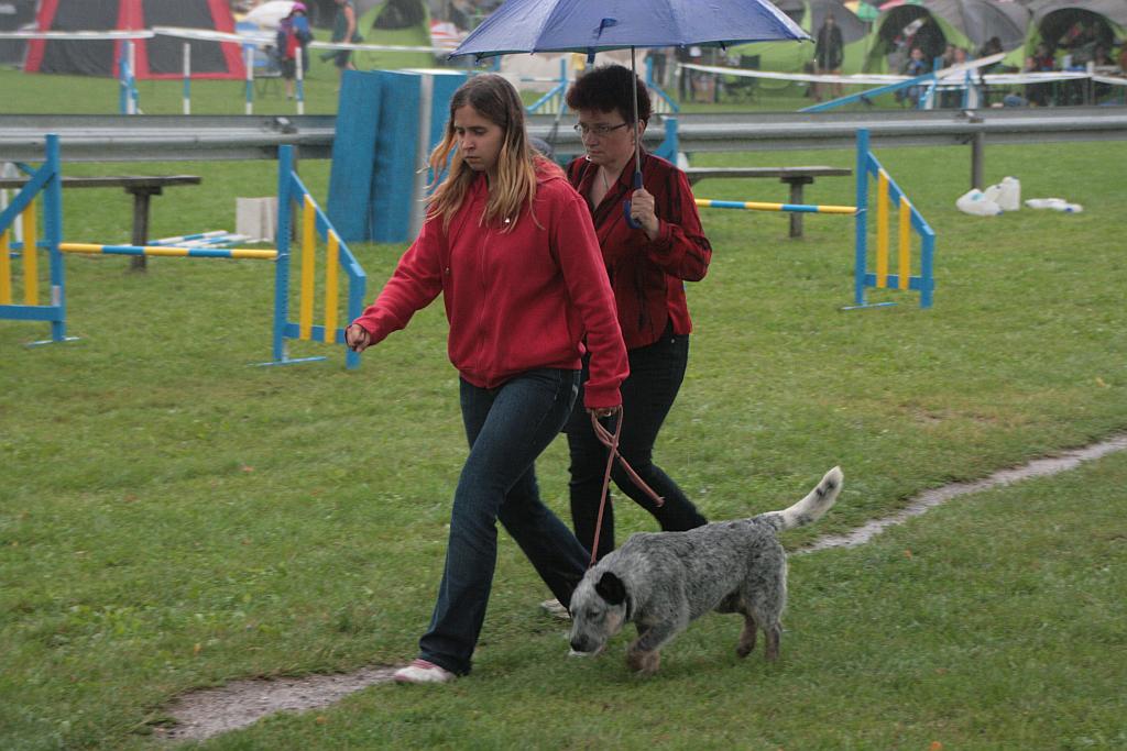 Krajowa Wystawa Psów Rasowych