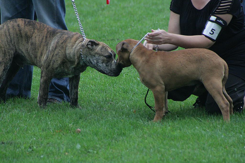Krajowa Wystawa Psów Rasowych