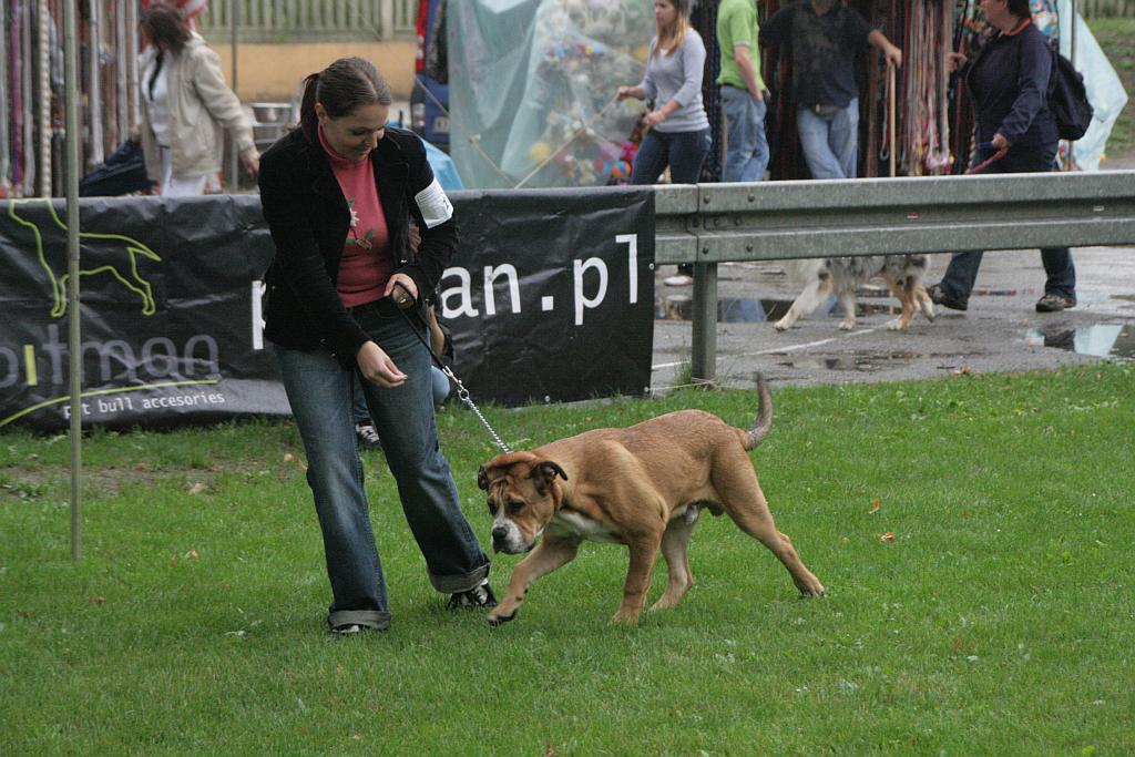 Krajowa Wystawa Psów Rasowych