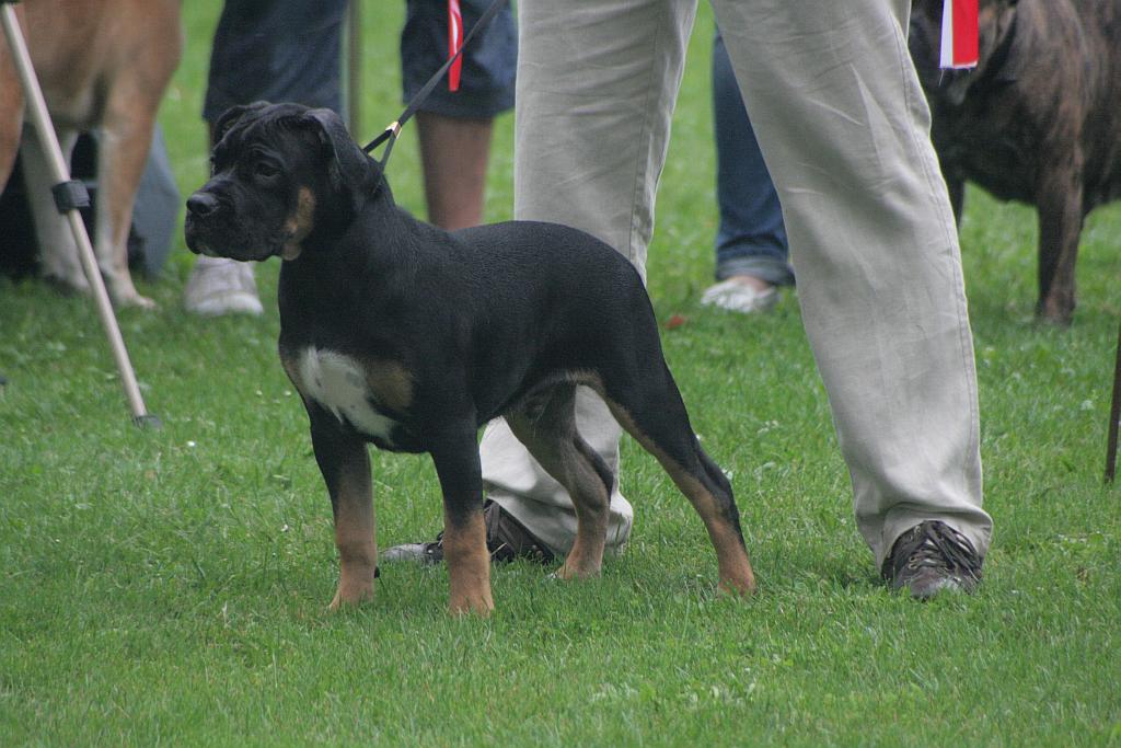 Krajowa Wystawa Psów Rasowych