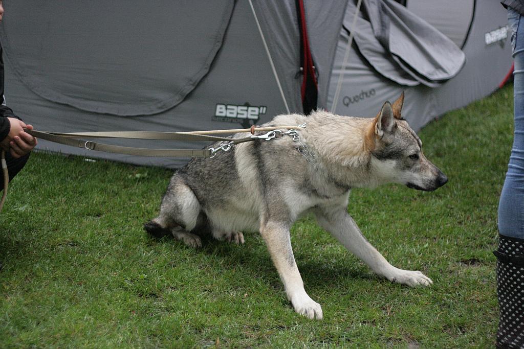 Krajowa Wystawa Psów Rasowych