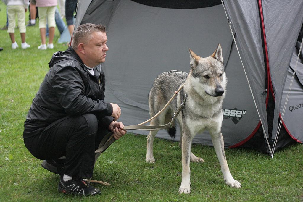 Krajowa Wystawa Psów Rasowych