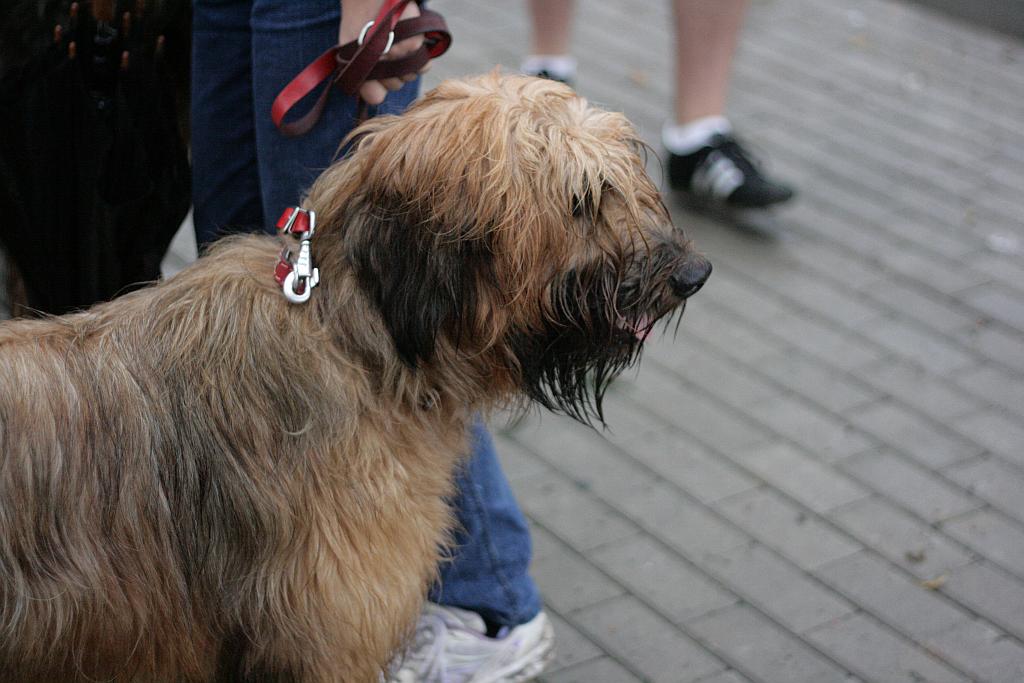 Krajowa Wystawa Psów Rasowych