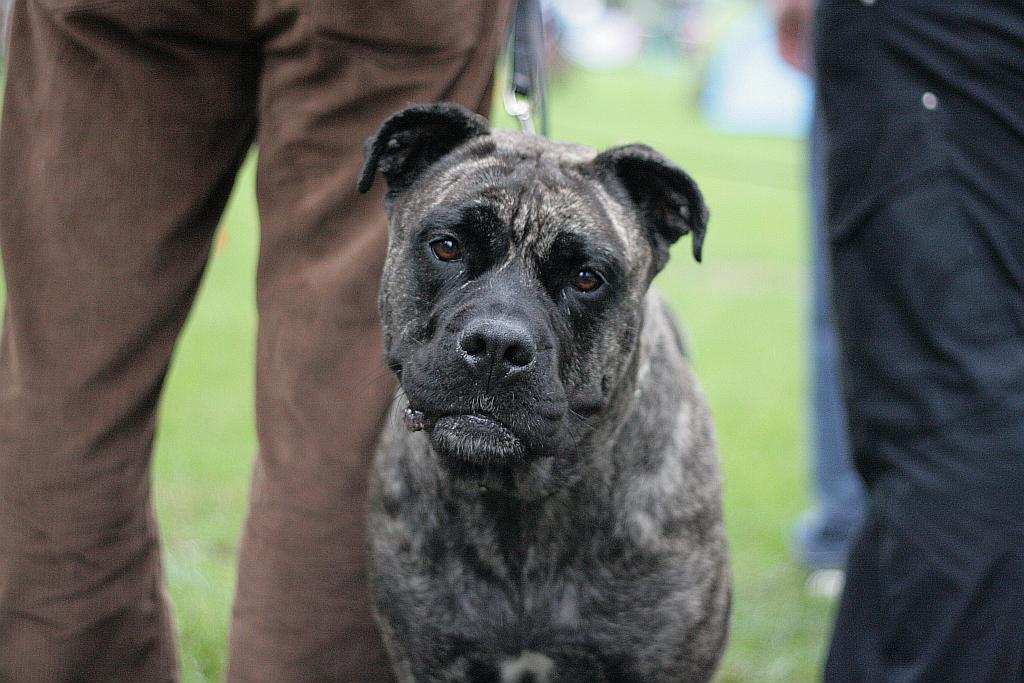 Krajowa Wystawa Psów Rasowych