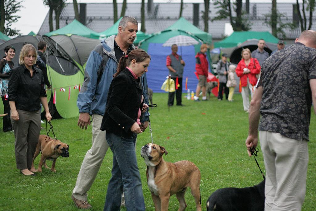 Krajowa Wystawa Psów Rasowych