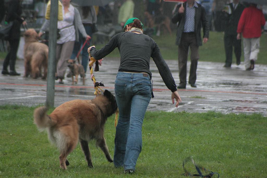 Krajowa Wystawa Psów Rasowych