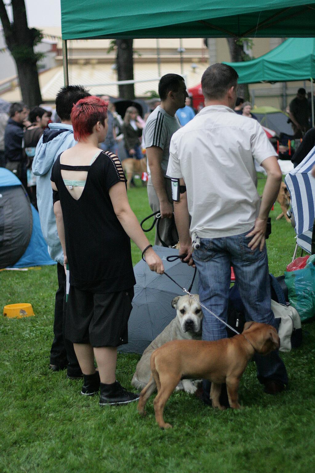 Krajowa Wystawa Psów Rasowych